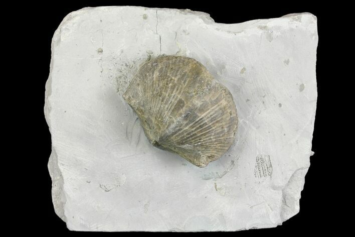 Pyrite Replaced Brachiopod (Paraspirifer) Fossil on Shale - Ohio #136658